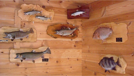 工房内の魚剥製ギャラリー